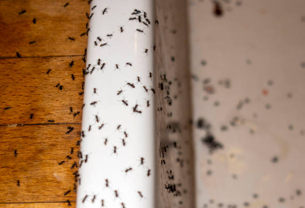 Best Termite Control Services  in Linntown, PA